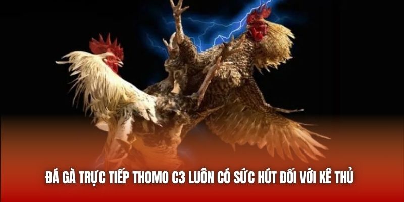 Đá gà trực tiếp Thomo C3 luôn có sức hút đối với kê thủ