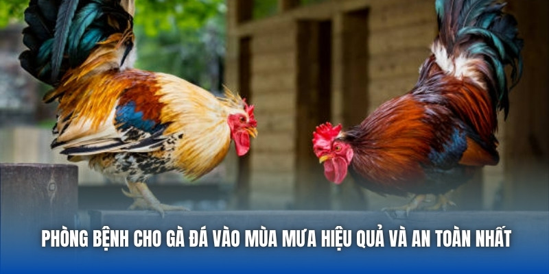 Phòng Bệnh Cho Gà Đá Vào Mùa Mưa Hiệu Quả Và An Toàn Nhất