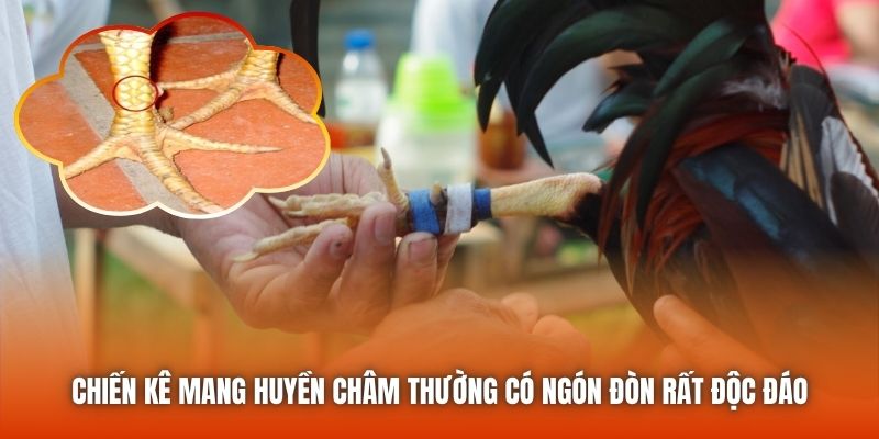Chiến kê mang huyền châm thường có ngón đòn rất độc đáo